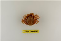 藏品(短指和尚蟹)的圖片